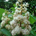 Aesculus hippocastanum 'Baumannii' fleur